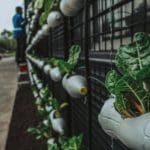 soda bottle planters with green veg